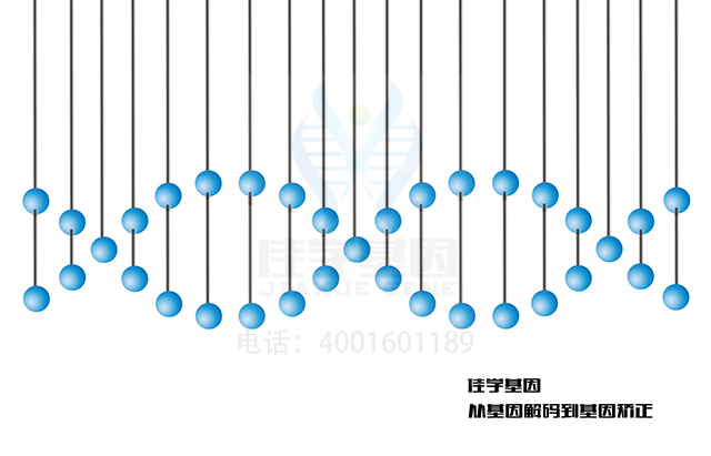 【广东会GDH基因-基因检测】静息心率的增加会影响人的寿命的长短？