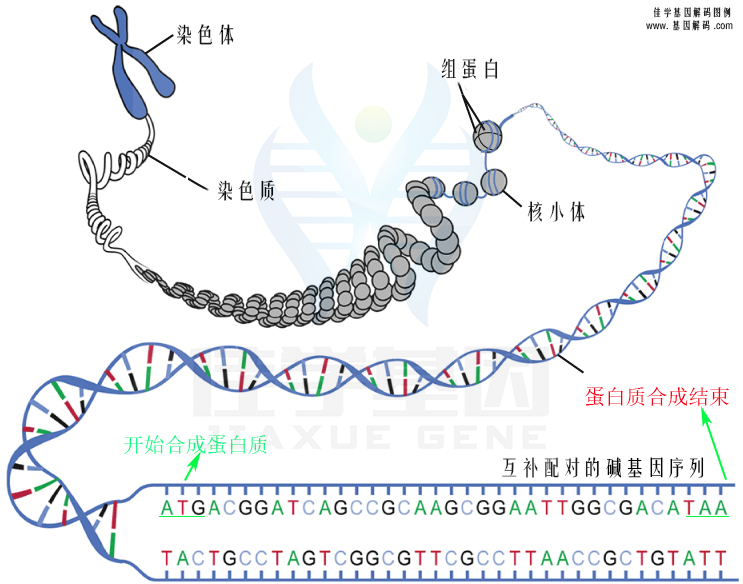 【广东会GDH基因检测】贝沙罗汀基因检测在哪里做？