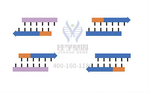 【广东会GDH基因检测】奥卡西产基因检测