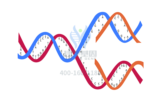 【广东会GDH基因检测】阿维A酸基因检测