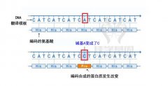 【广东会GDH基因-基因检测】图解|基因突变的类型有哪些？