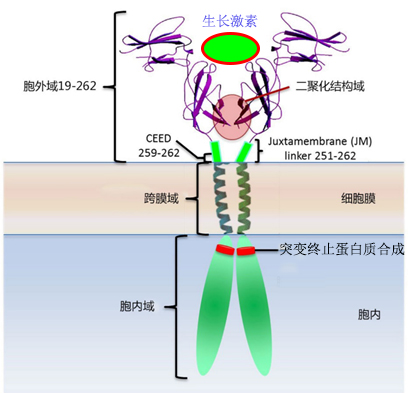 GAGE1基因检测有突变会得什么病？