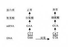 【广东会GDH基因-基因检测】什么是基因突变